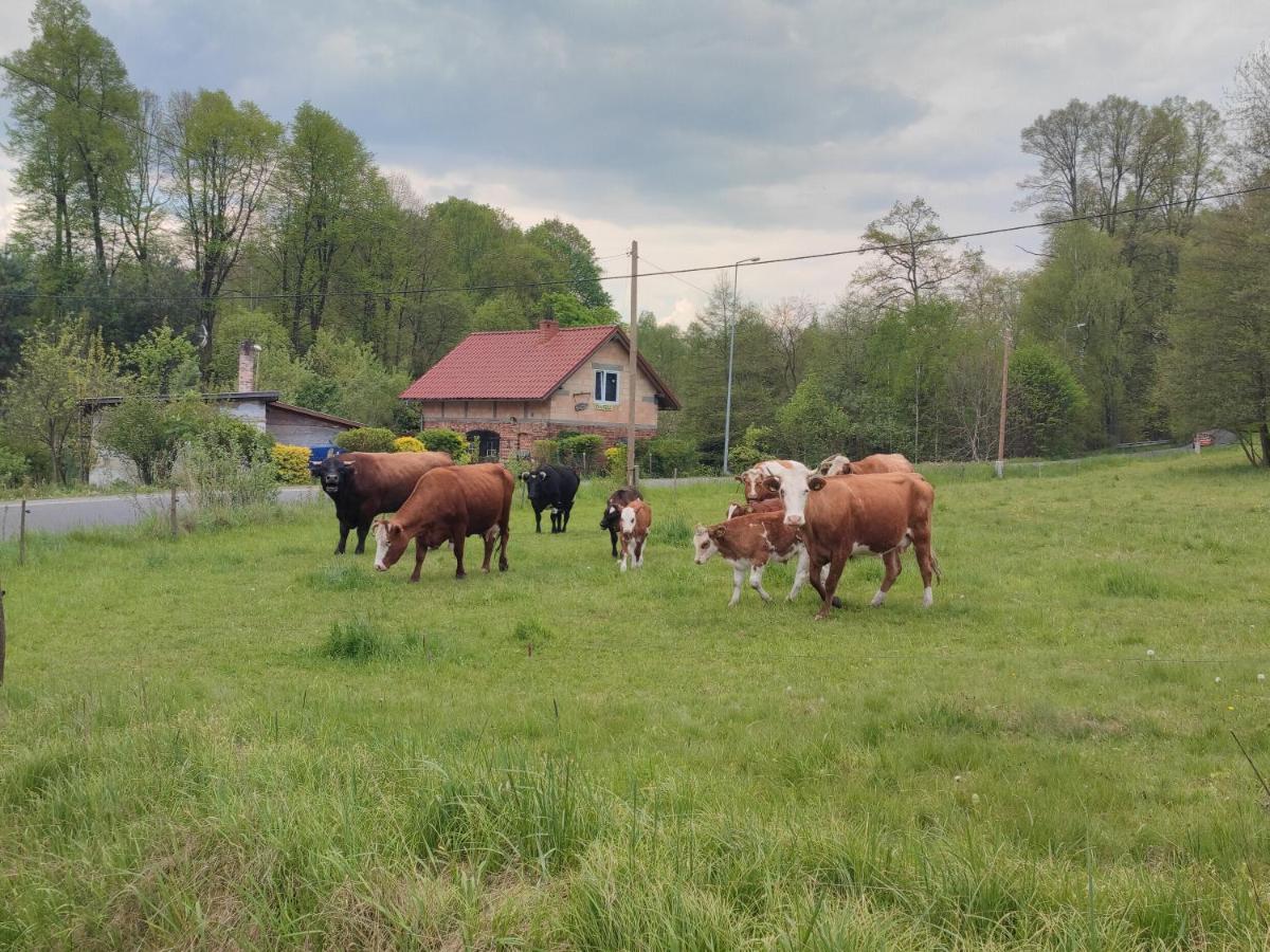 Lusatia Farm Leśna Extérieur photo